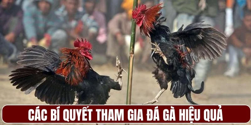 Các bí quyết tham gia đá gà hiệu quả