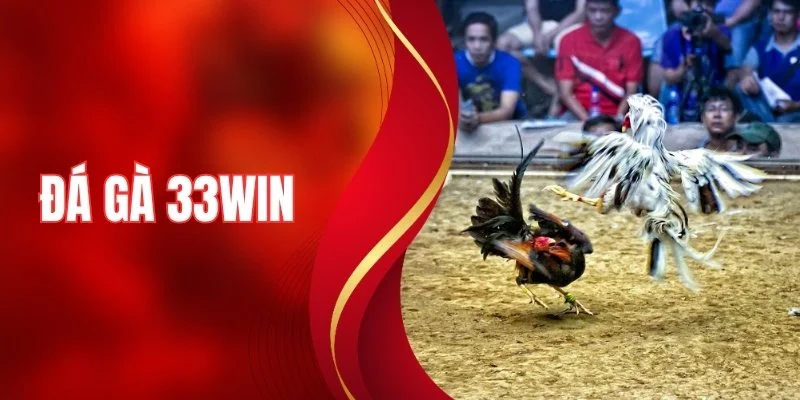 Đá Gà 33WIN - Sảnh Live Chất Lượng Cao, Trải Nghiệm Cực Đỉnh