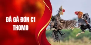 Đá Gà Đơn C1 Thomo - Xem Live Siêu Nét, Không Bỏ Lỡ Trận Hay
