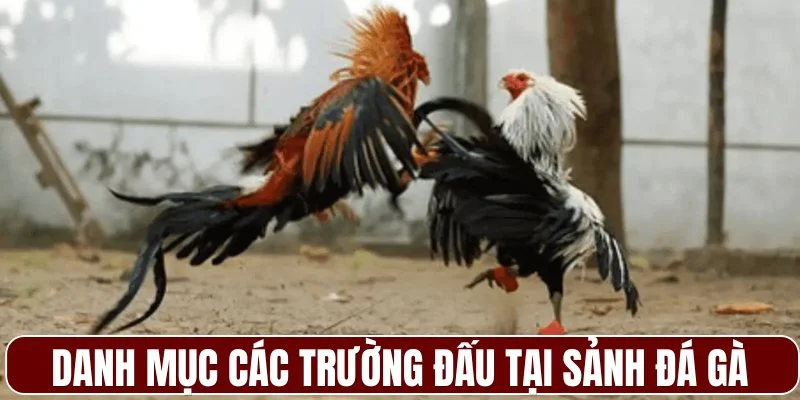 Danh mục các trường đấu tại sảnh đá gà 33WIN