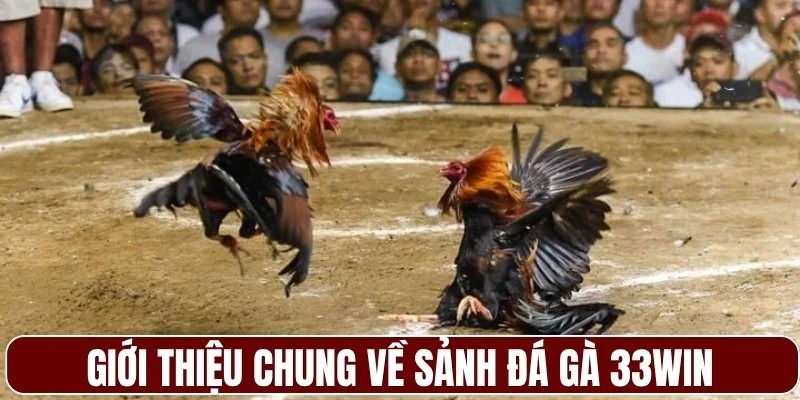 Giới thiệu chung về sảnh đá gà 33WIN