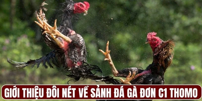 Giới thiệu đôi nét về sảnh đá gà đơn C1 Thomo