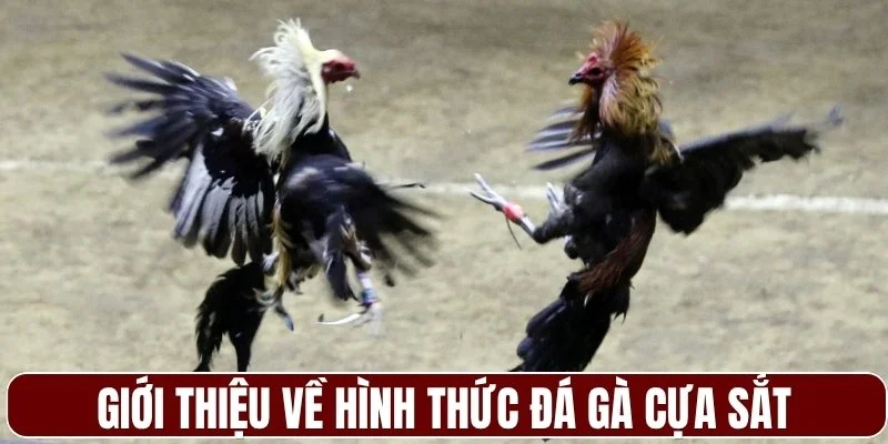 Giới thiệu về hình thức đá gà cựa sắt