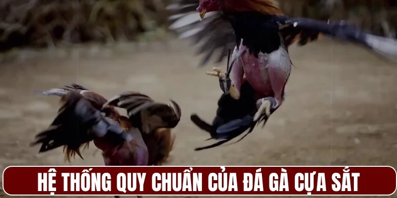 Hệ thống quy chuẩn nghiêm ngặt của đá gà cựa sắt