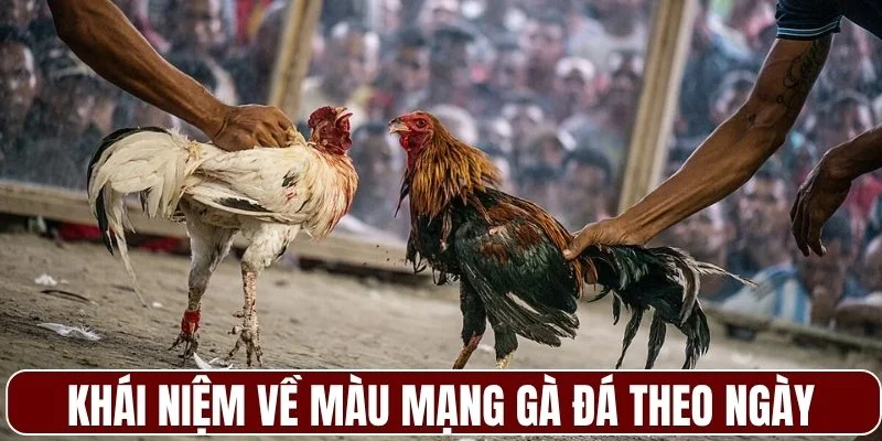 Khái niệm về màu mạng gà đá theo ngày