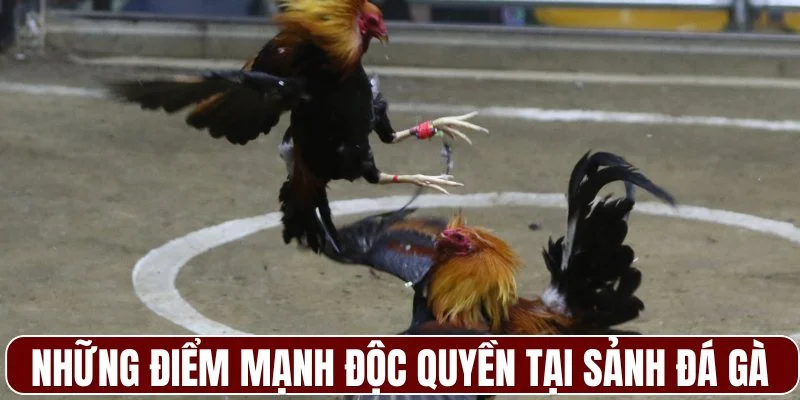 Những điểm mạnh độc quyền tại sảnh đá gà