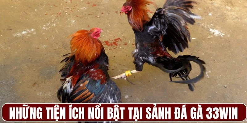 Những tiện ích nổi bật tại sảnh đá gà 33WIN