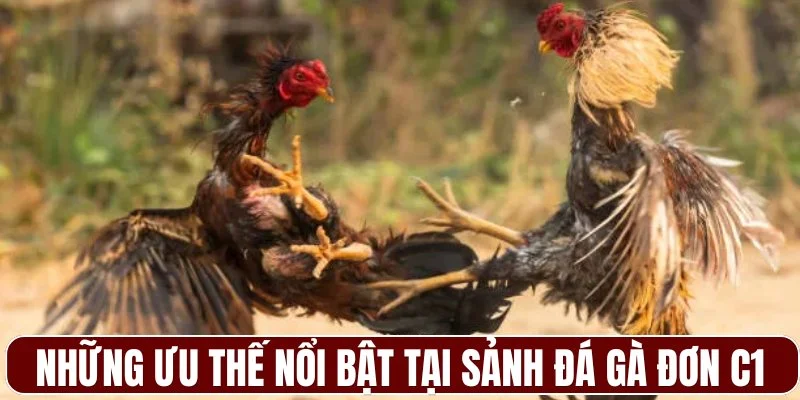 Những ưu thế nổi bật tại sảnh đá gà đơn C1